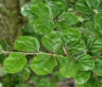 Fagus sylvatica 'Rotundifolia' - Rondbladige dwergbeuk - blad in mei