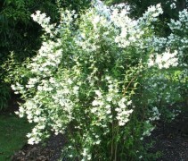 Philadelphus lemoinei
