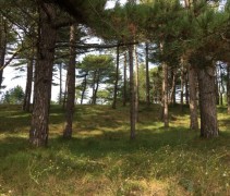 Pinus nigra nigra