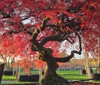 Acer palmatum 'Garnet' - Japanse esdoorn 'Garnet' - 2