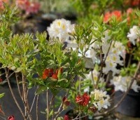Rhododendron (AK)  'Persil' - Azalea 'Persil' - 1
