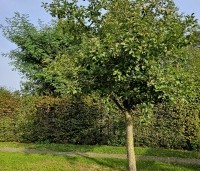 Malus dom. 'Notarisappel' - Malus dom. 'Notarisappel' - 6