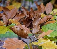 Fagus sylvatica - Groene beuk - herfstverkleuringen