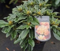 Rododendron yakushimanum 'Golden Torch' - Rododendron 'Golden Torch' - C5