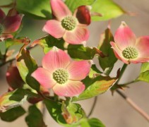 Cornus Stellar Pink
