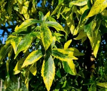 Liquidambar styraciflua 'Aurea'