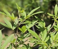 Vitex agnus-castus - Monnikenpeper - 2