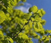 Tilia x europaea 'Pallida' - Koningslinde - jong blad in het voorjaar