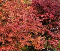 Acer palmatum - Japanse Esdoorn - herfstkleuren