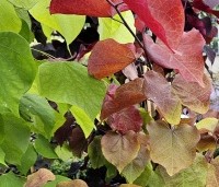 Cercis canadensis 'Eternal Flame' - Amerikaanse Judasboom 'Eternal Flame' - 3