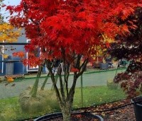 Acer palmatum 'Osakazuki' - Japanse Esdoorn 'Osakazuki' - 2