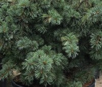 Pinus parviflora 'Schoon's Bonsai' - blauwnaaldige dwergpinus - 6
