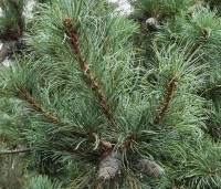 Pinus parviflora 'Schoon's Bonsai' - blauwnaaldige dwergpinus - 5