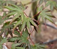 Acer palmatum 'Trompenburg' - Japanse Esdoorn 'Trompenburg' - blad in juli