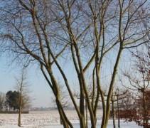 Acer Saccharinum