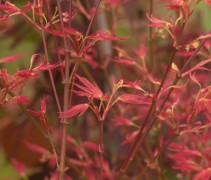 Japanse Esdoorn 'Wilson's Pink Dwarf' jonge takken met blad