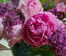 Syringa vulgaris 'Andenken an ludwig spath'  in combinatie met pioenrozen. Een klassieke Koninklijke combinatie.