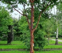 Acer griseum - Papieresdoorn - 1