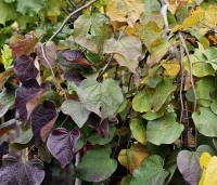 Cercis canadensis 'Ruby Falls' - Amerikaanse Judasboom - blad in oktober
