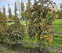 Fagus sylvatica 'Purple Fountain' - Rode treurbeuk 'Purple Fountain' - 4