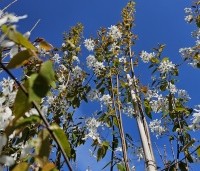 Amelanchier laevis 'Snowflakes' - Krentenboompje - 3