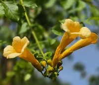 Campsis radicans 'Flava' - Trompetklimmer 'Flava'  - 1