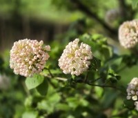 Viburnum carlcephalum - Sneeuwbal carlcephalum - 1