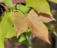 Liquidambar formosana 'Ellen' - Speciale amberboom met Aziatische roots - 2