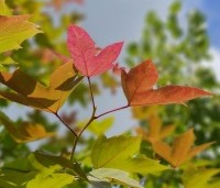 Liquidambar formosana 'Ellen' - Speciale amberboom met Aziatische roots - 1