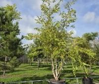 Betula nigra - Zwarte berk - 1