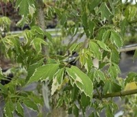Acer negundo 'Flamingo' - Bonte Vederesdoorn - 1