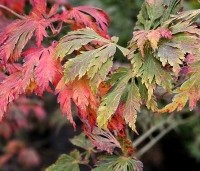 Acer japonicum 'Aconitifolium' - Japanse Esdoorn 'Aconitifolium' - 2