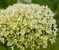 Hydrangea arb. 'Incrediball Strong Annabelle'  - Hortensia 'Incrediball Strong Annabelle' - 1