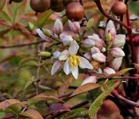 Nandina domestica - Hemelse bamboe - 6