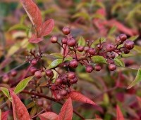 Nandina domestica - Hemelse bamboe - 5