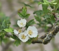 Malus trilobata - Libanese wilde appel - 3