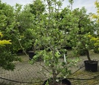 Malus trilobata - Libanese wilde appel - 2