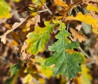 Quercus robur 'Fastigiata' - Zomereik - 2