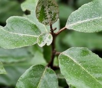 Elaeagnus ebbingei 'Compacta' - Olijfwilg  - 5