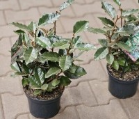 Elaeagnus ebbingei 'Compacta' - Olijfwilg  - 3