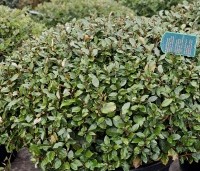 Elaeagnus ebbingei 'Compacta' - Olijfwilg  - 4