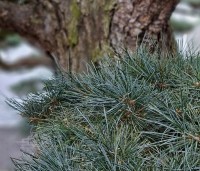 Pinus parviflora 'Glauca' - Japanse witte den 'Glauca' - 1