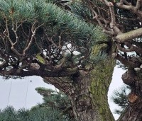 Pinus parviflora 'Glauca' - Japanse witte den 'Glauca' - 2