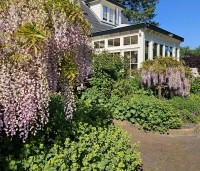 Wisteria formosa 'Issai' - Blauwe Regen 'Issai' - bloeit in mei met tinten roze, paars en blauw