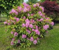 Rhododendron ponticum 'Roseum' - Bosrhododendron 'Roseum' - 3