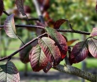 Prunus padus 'Colorata' - Vogelkers - 4