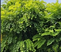 Robinia pseudoacacia 'Umbraculifera' - Bolacacia - 3