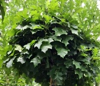 Quercus palustris 'Green Dwarf' - Moeraseik dwergvorm 'Green Dwarf' - 1