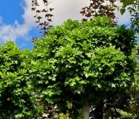 Quercus palustris 'Green Dwarf' - Moeraseik dwergvorm 'Green Dwarf' - 2