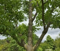 Phellodendron amurense - Amur kurkboom - 2